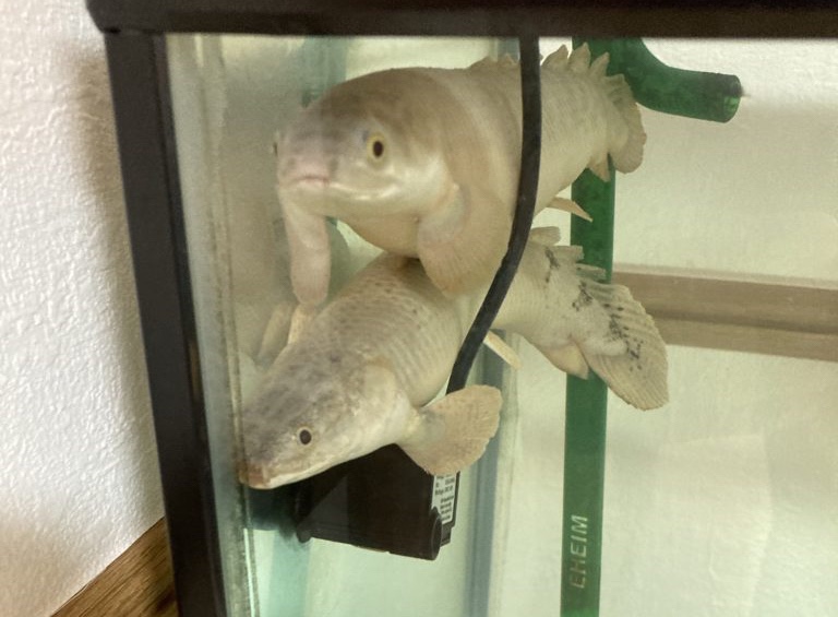 ポリプテルス　デルヘッジ　パルマス　ポーリー