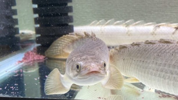 ポリプテルス　パルマス　ポーリー