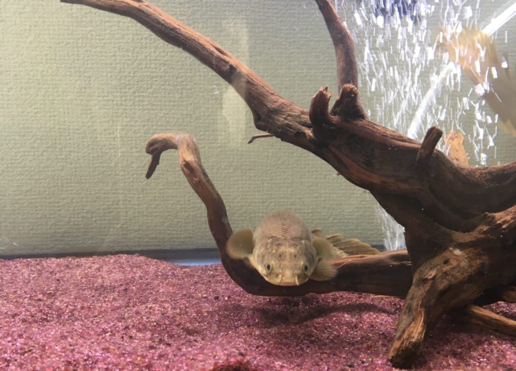 ポリプテルス　パルマス　ポーリー　流木