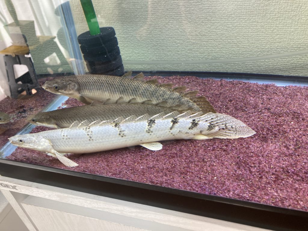 ポリプテルス 数種類