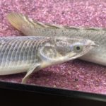 ポリプテルス　パルマス　ポーリー