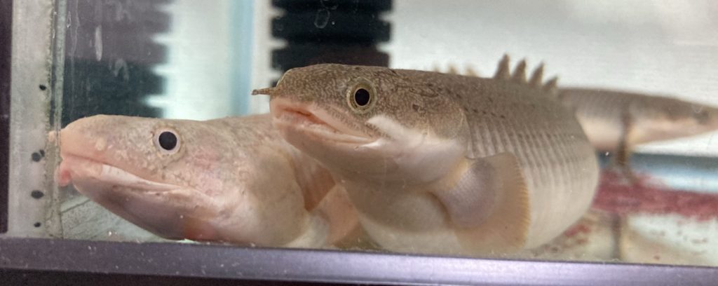 ポリプテルス セネガルス 腹部膨張 転覆病 病気 消化不良 内臓疾患 腹水病