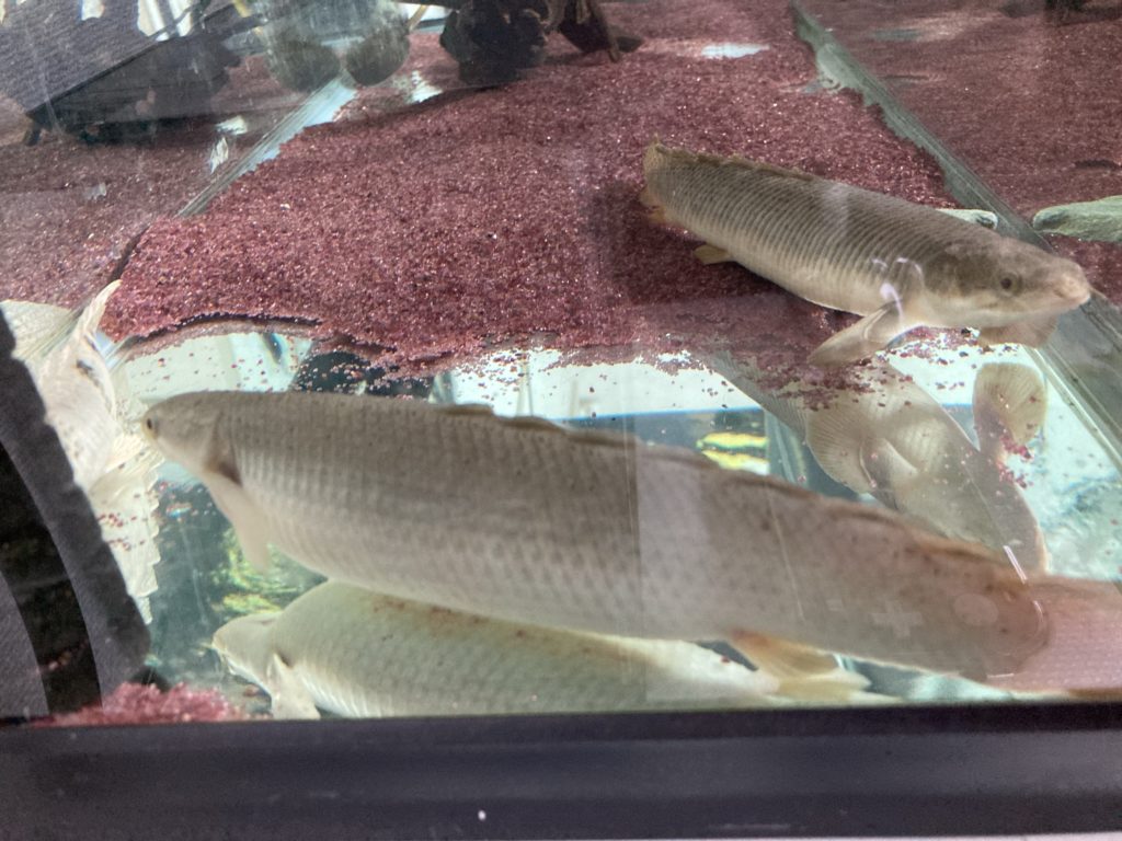 ポリプテルス セネガルス 腹部膨張 転覆病 病気 消化不良 内臓疾患 腹水病