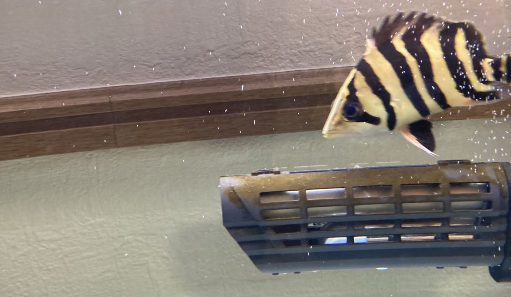 ダトニオプラスワン　幼魚　発色