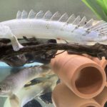 ポリプテルス　デルヘッジ　流木　隠れ家