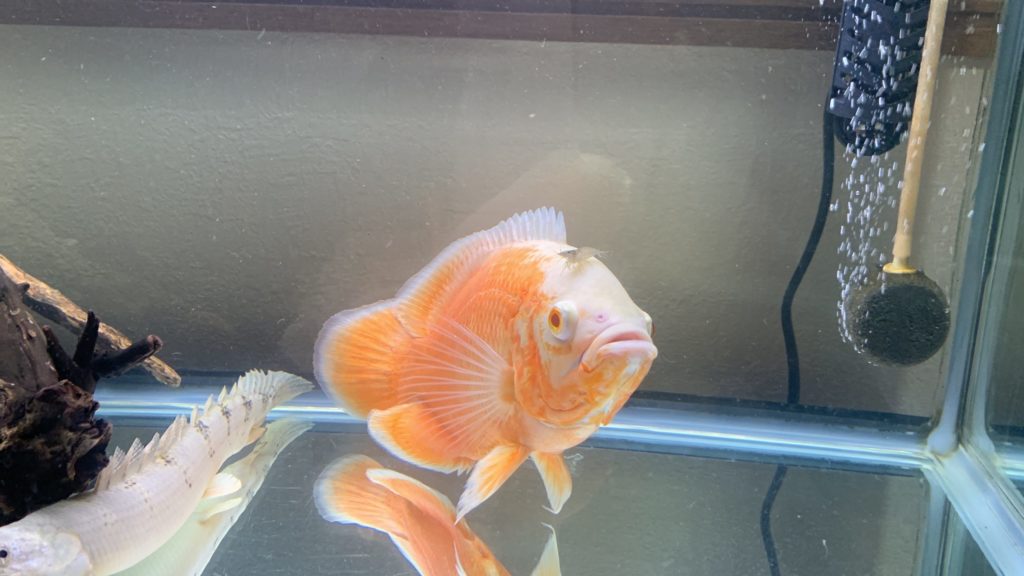 オスカー　ミナミヌマエビ　ポリプテルス　デルヘッジ