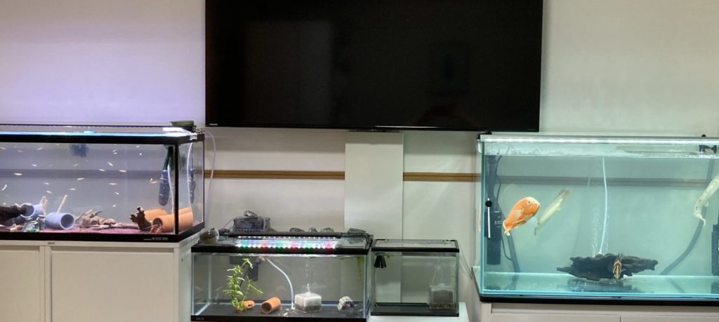 水槽セットとポリプ6オスカー3