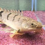 ポリプテルス　デルヘッジ　バンド