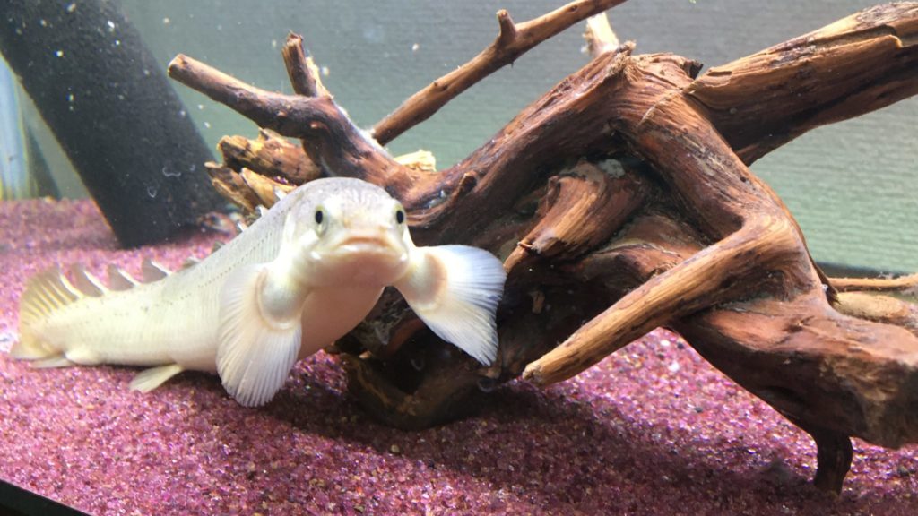 ポリプテルス　セネガルス