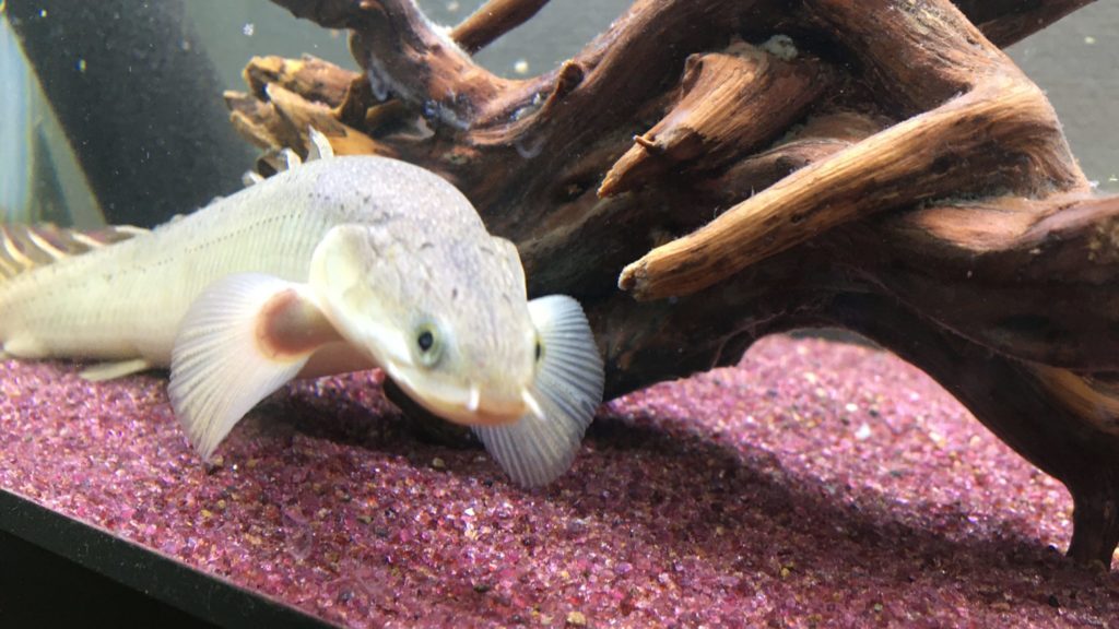 ポリプテルス　流木