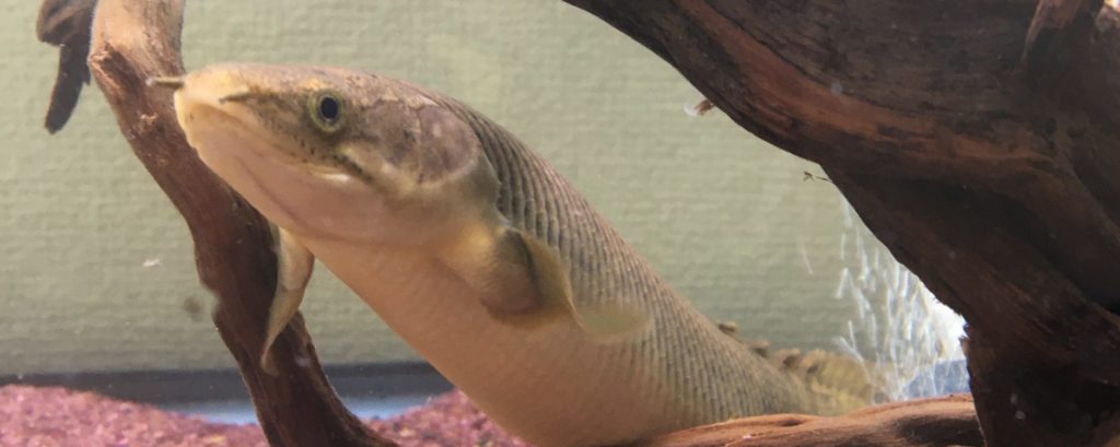 ポリプテルス パルマスポーリーの魅力と飼育方法 | Aquariumer｜水草