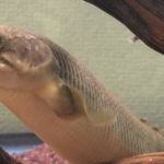 ポリプテルス　パルマス　ポーリー　流木