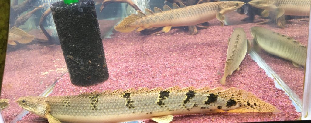 ポリプテルス　デルヘッジ　バンド