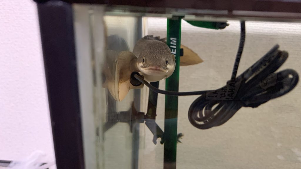 ポリプテルス　パルマス　ポーリー　挟まる