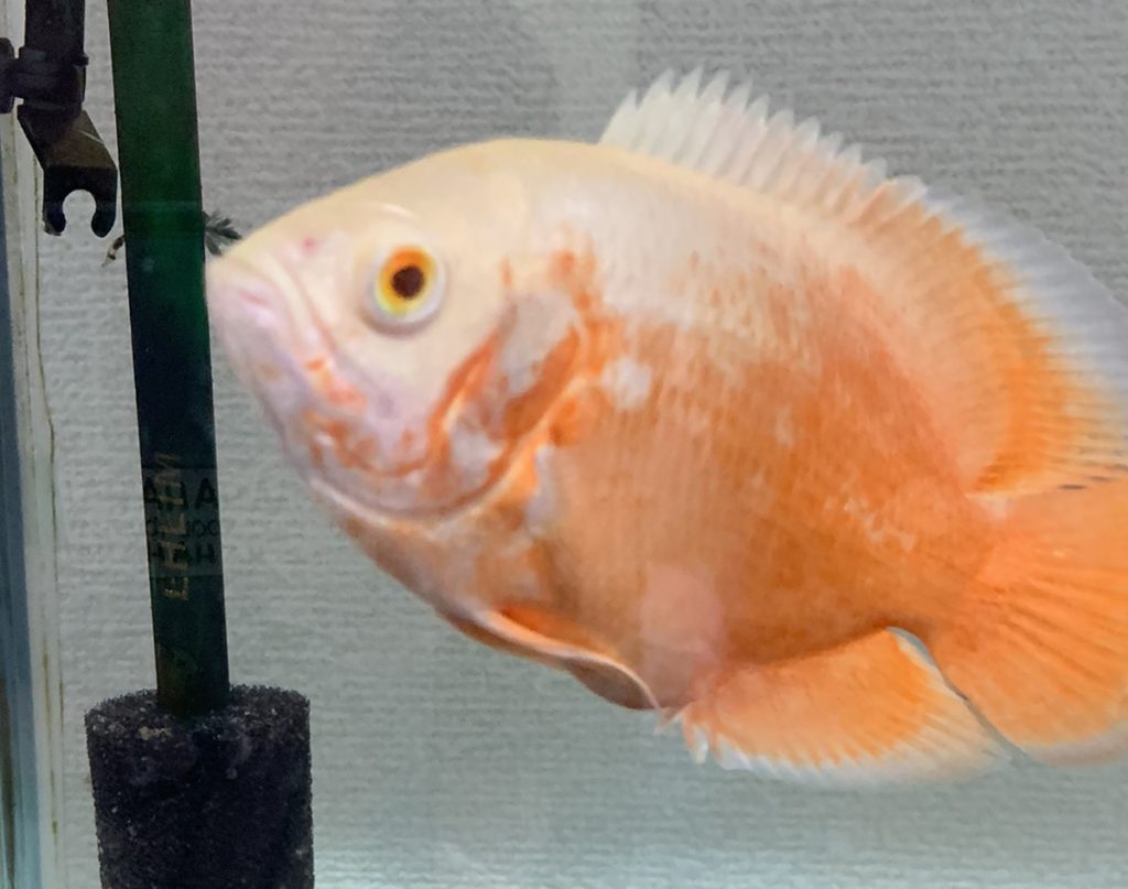 オスカー　アルビノ