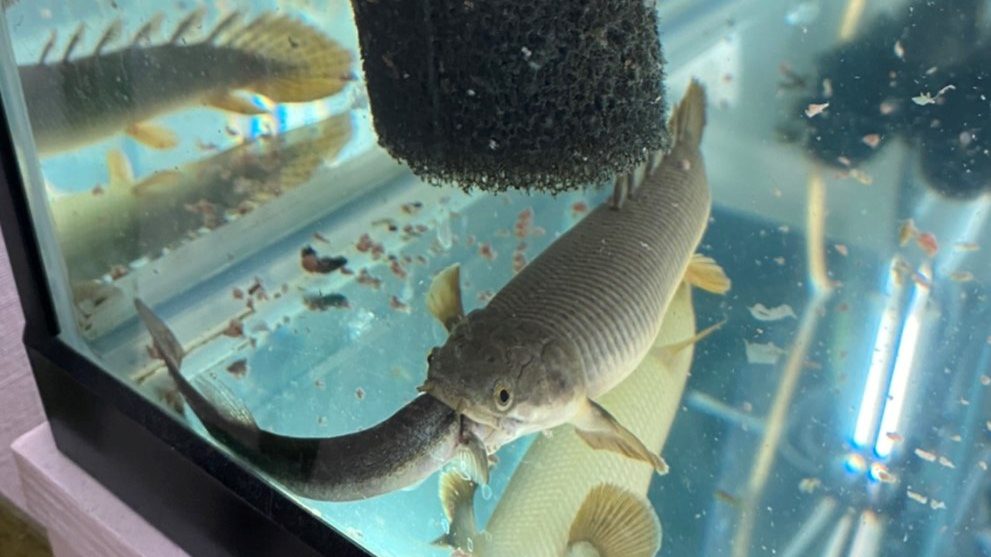 ポリプテルス　パルマス　ポーリー　どじょう　生き餌