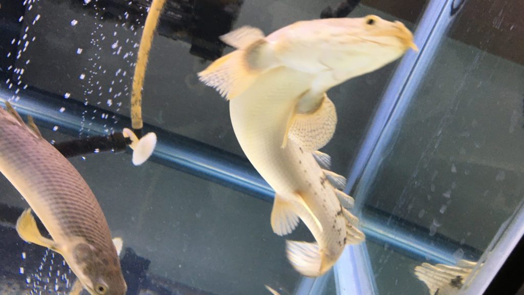 ポリプテルス　泳ぎ回る　エサくれダンス　デルヘッジ