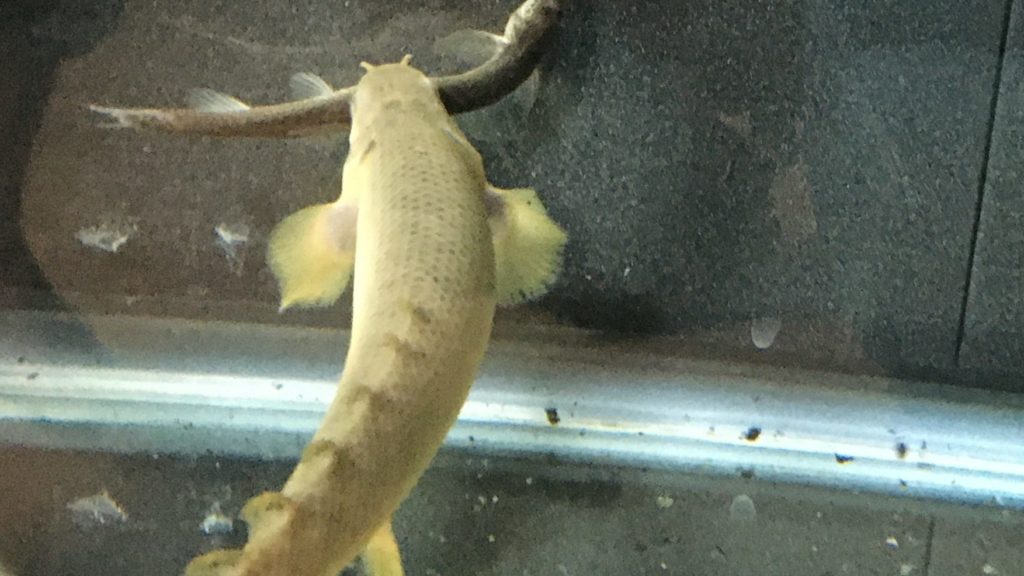 ポリプテルス　パルマス　ポーリー　どじょう　生き餌