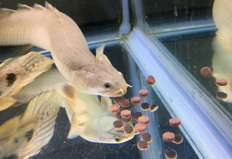 ポリプテルス　セネガルス　人工餌