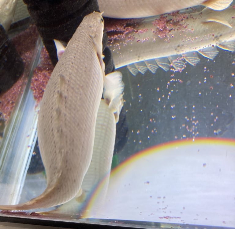 ポリプテルス　セネガルス　腹部膨張　転覆病　病気　消化不良　内臓疾患　腹水病