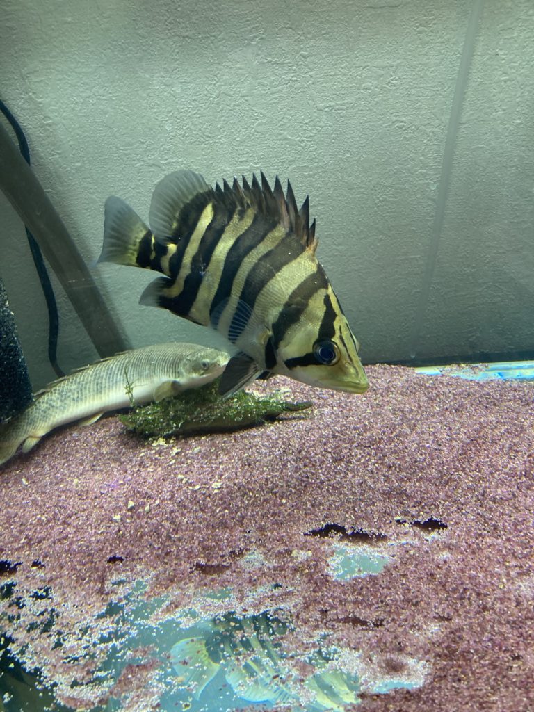 ダトニオプラスワン（40超え）