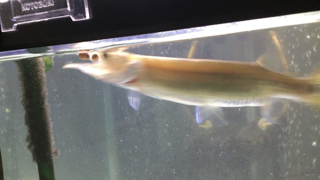 ブラントノーズガー 人工餌