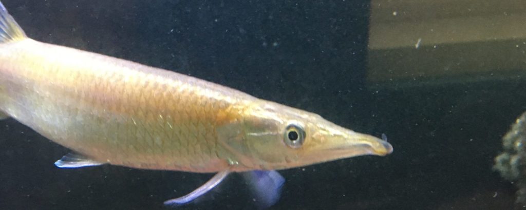 ブラントノーズガー　病気