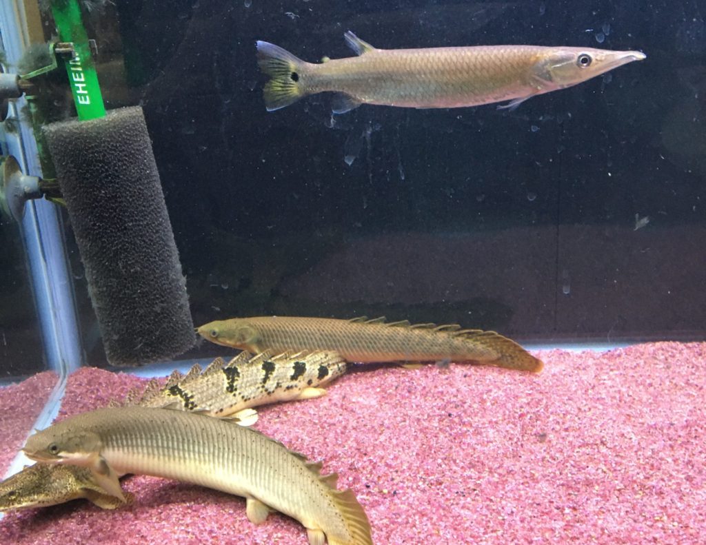 ブラントノーズガー ポリプテルス