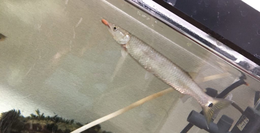 ブラントノーズガー エサ