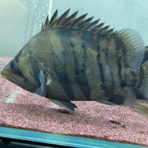 ダトニオプラスワンにおすすめの混泳魚・水槽サイズ～ポリプテルスや