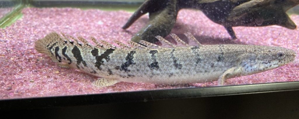 ポリプテルスデルヘジィ4匹まとめ