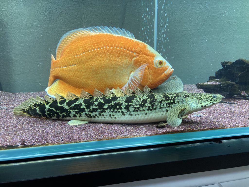 ダトニオプラスワンの大きさと成長速度～最大サイズと、適した水槽