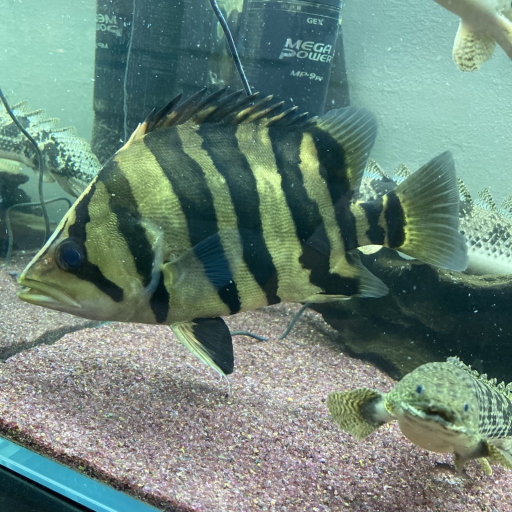 ダトニオ  ポリプエンドリ ダトニオプラスワンにおすすめの混泳魚・水槽サイズ～ポリプテルスや