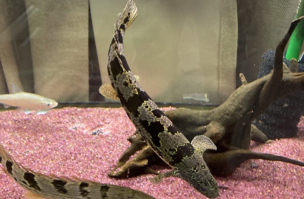 ポリプテルス デルヘッジ・ショート、セミショート個体の魅力と育て方