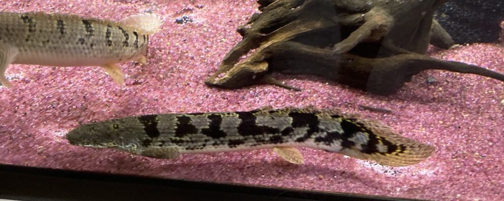 ポリプテルス デルヘッジ・ショート、セミショート個体の魅力と育て方