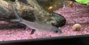 どでかいシルバーシャークはいかが