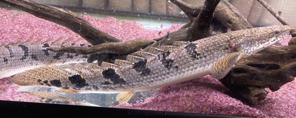 ポリプテルス デルヘッジの飼育方法〜バンドの種類から大きさ、餌まで