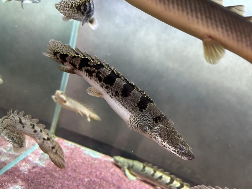 ポリプテルス デルヘッジ・ショート、セミショート個体の魅力と育て方