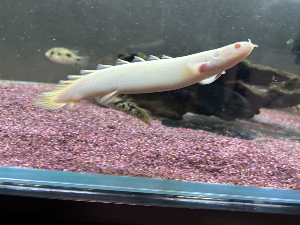 エンドリケリー　セネガル　アルビノ エンドリケリー セネガル アルビノ