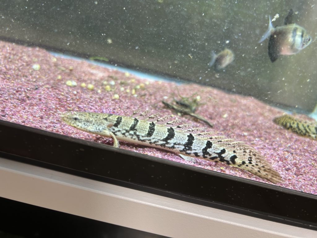 ポリプテルス デルヘッジ・ショート、セミショート個体の魅力と育て方