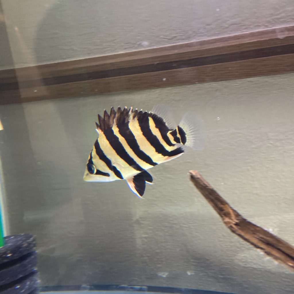 ダトニオプラスワン 25cm±